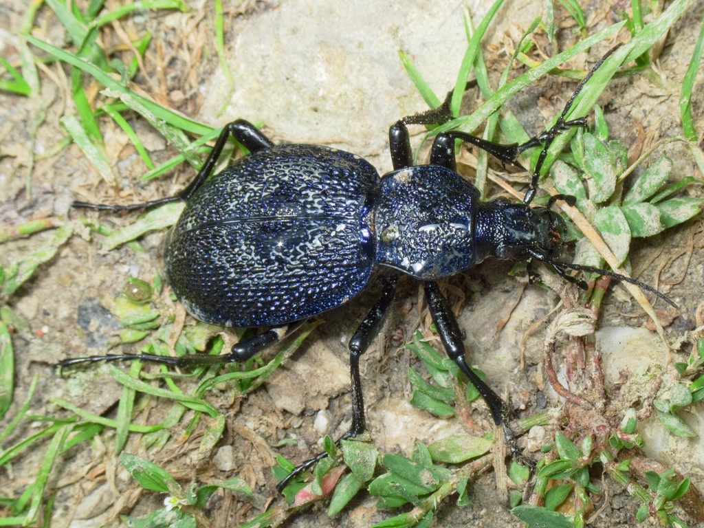Carabus scabrosus tauricus Bonelli, 1810